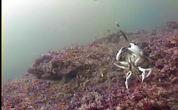 Crab captures mackerel head